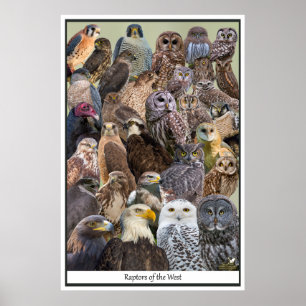Raptors of the West Poster