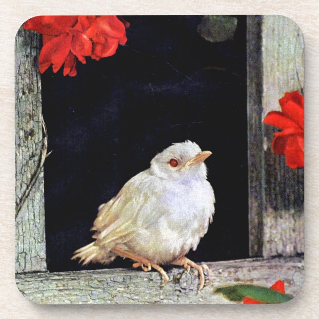 RARE albino robin bird Coaster (Front)