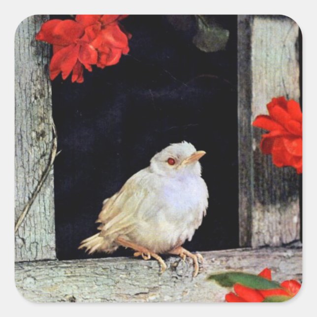 RARE albino robin bird Square Sticker (Front)