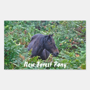 Rare Black New Forest Pony - Wild Horse - England Rectangular Sticker