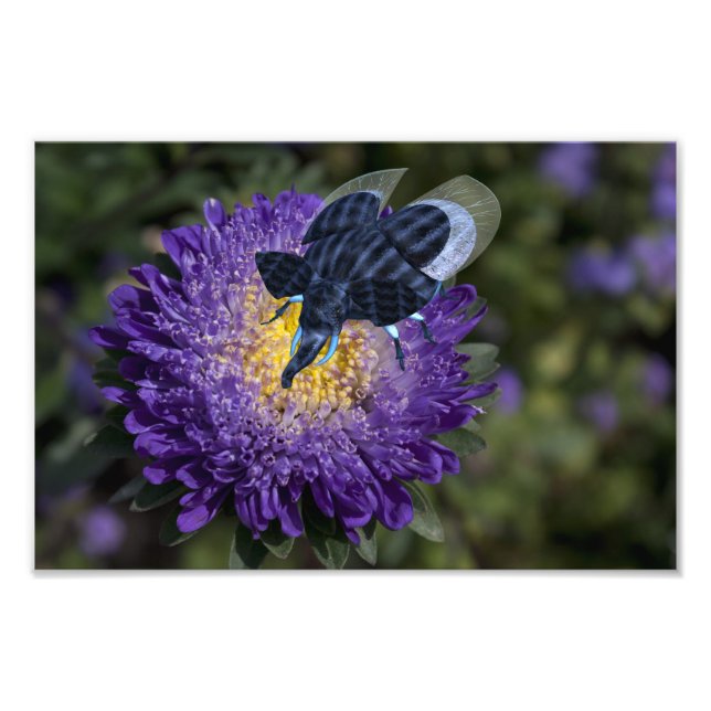 Rare Blue Elephant Beetle Photo Print (Front)