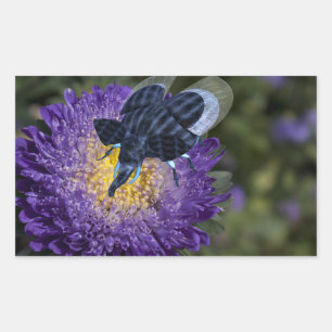 Rare Blue Elephant Bug Rectangular Sticker