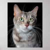 Rare Blue Marbled Bengal Cat Photograph
