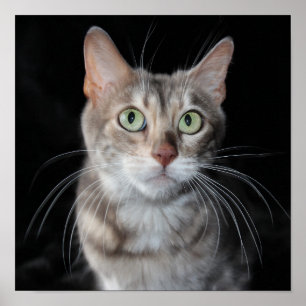 Rare Blue Marbled Bengal Cat Photograph Poster