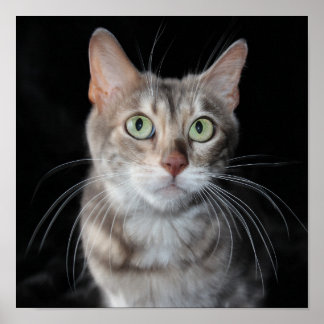 Rare Blue Marbled Bengal Cat Photograph Poster