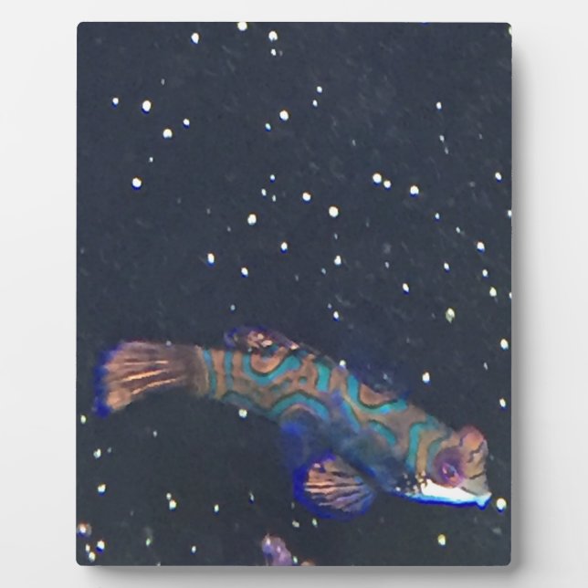 Rare Exotic Fish Plaque (Front)