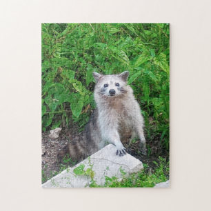 Rare Grey Haired Racoon Wild Animal Jigsaw Puzzle