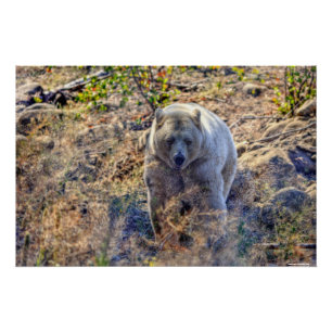 Rare Kermode Bear (Spirit Bear) Photo Poster