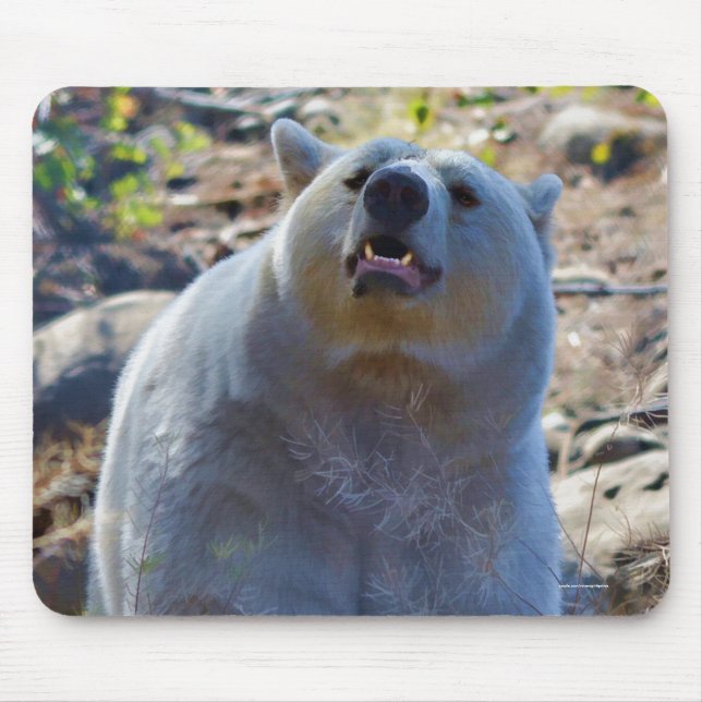 Rare Kermode Bear (Spirit Bear) Wildlife Photo Mouse Pad (Front)