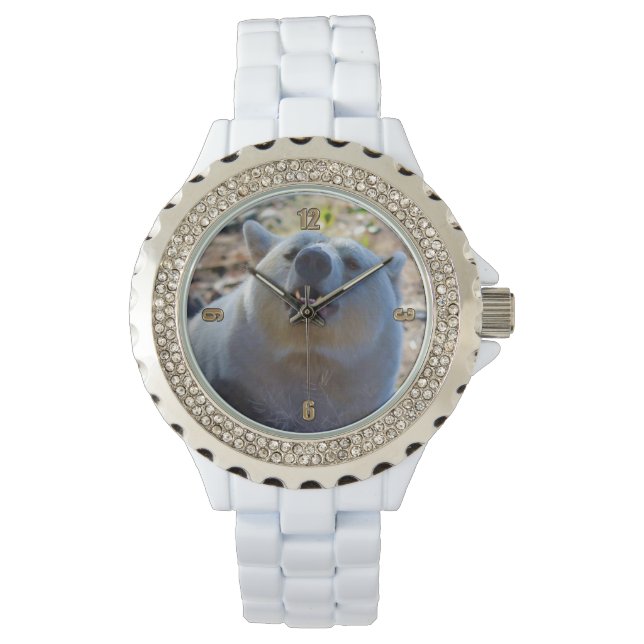 Rare Kermode Bear (Spirit Bear) Wildlife Photo Watch (Front)