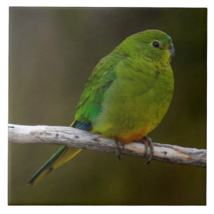 Rare Orange-bellied Parrot Bird Australia Ceramic Tile