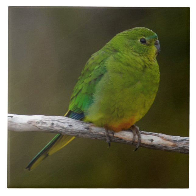 Rare Orange-bellied Parrot Bird Australia Ceramic Tile (Front)