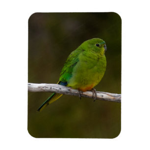 Rare Orange-bellied Parrot Bird Australia Magnet