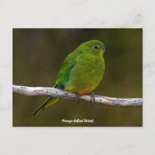 Rare Orange-bellied Parrot Bird Australia Postcard