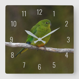 Rare Orange-bellied Parrot Bird Australia Square Wall Clock