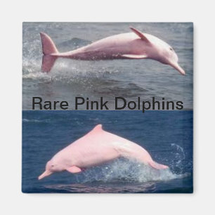 rare pink dolphins magnet