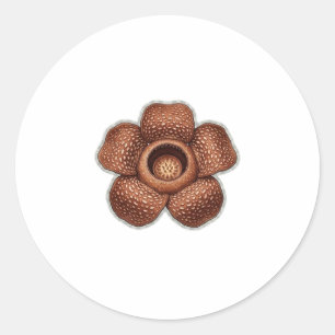 Rare Rafflesia Flower Art - Exotic Indonesian Bota Classic Round Sticker