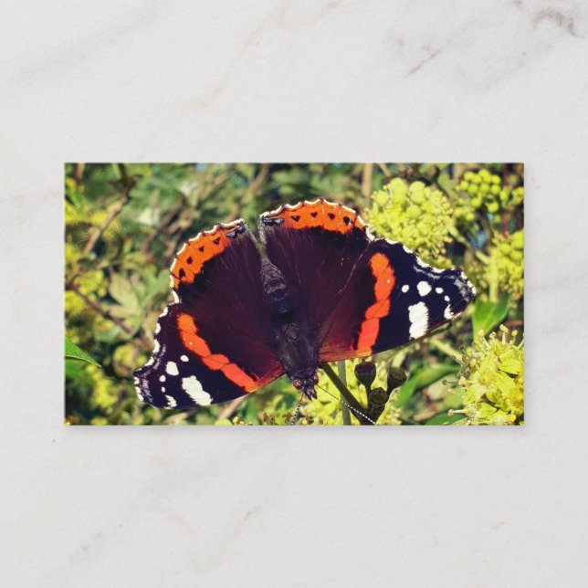 Rare Red Admiral Butterfly and a Bee in the Discount Card (Front)