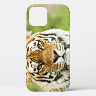 Rare Siberian Tiger: Endangered Resting iPhone 12 Case