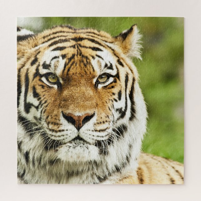 Rare Siberian Tiger: Endangered Resting Jigsaw Puzzle (Vertical)