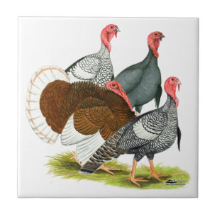 Rare Turkey Quartet Tile