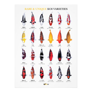 Rare & Unique Koi Varieties Poster