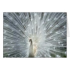 Rare White Indian Blue Peacock