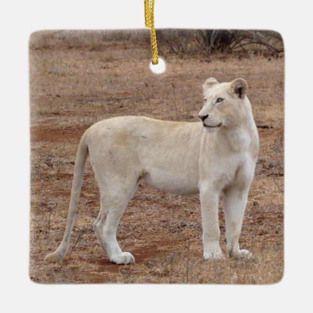 Rare White Lioness Ceramic Ornament (Front)