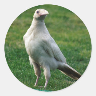 Rare White Raven Gifts Classic Round Sticker