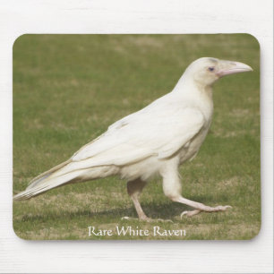 Rare White Raven Mouse Pad