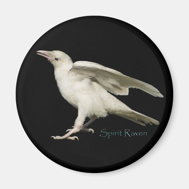 Rare White Raven Photo Spirit Raven II Series Magnet (Front)