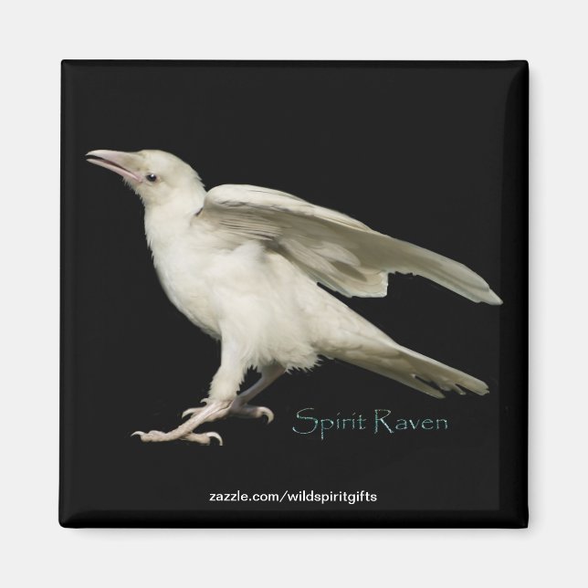 Rare White Raven Photo Spirit Raven II Series Magnet (Front)