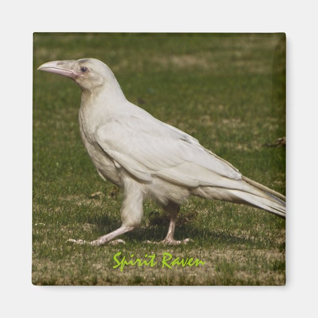 Rare White Raven Wildlife Photography Magnet (Front)