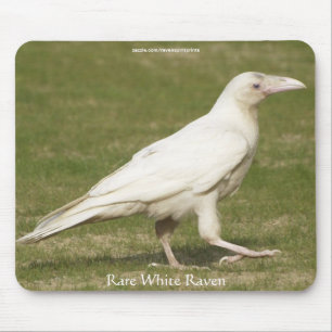 Rare White Raven Wildlife Photography Mouse Pad