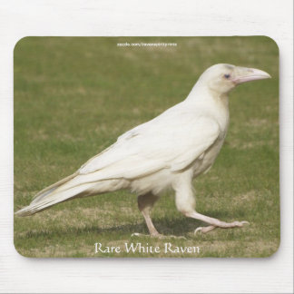 Rare White Raven Wildlife Photography Mouse Pad