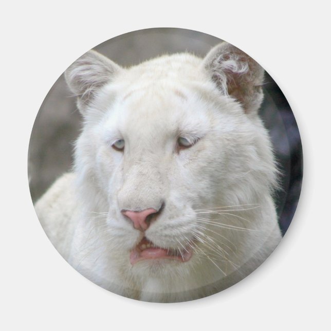 Rare White Tiger Magnet (Front)