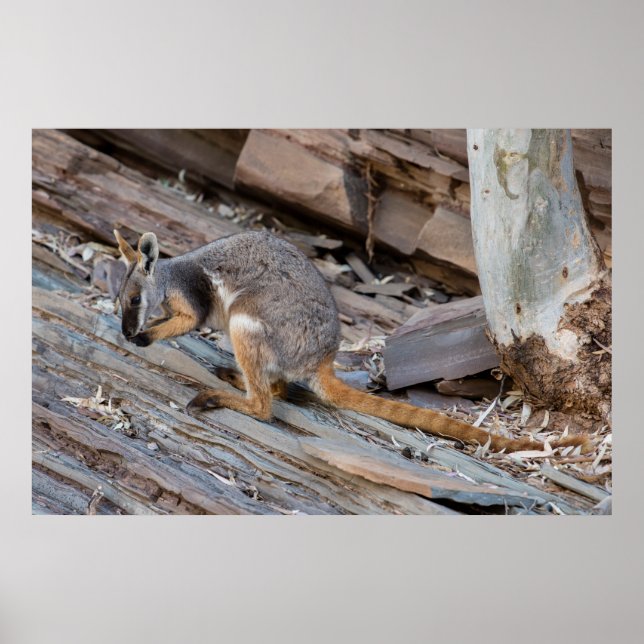 Rare Yellow-footed Rock-wallaby Poster (Front)