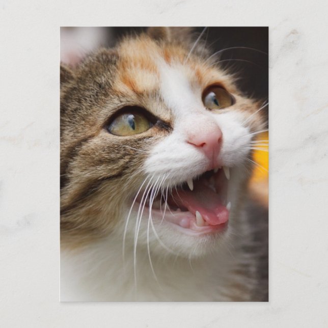 Rascal face cat postcard (Front)