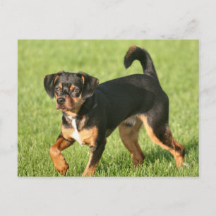 Rascal Postcard