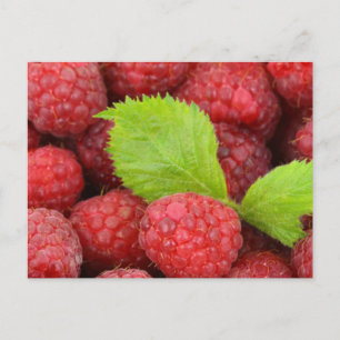 Raspberries Postcard