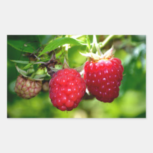 Raspberries, red berries, red fruit  rectangular sticker