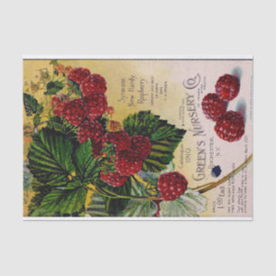 Raspberries Vintage Nursery Catalog Tissue Paper