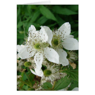 Raspberry Flowers