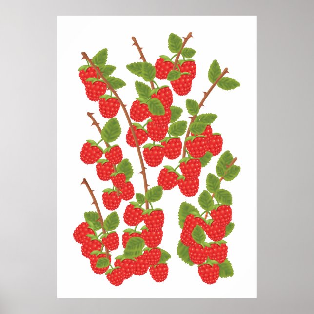 Raspberry fruit poster (Front)
