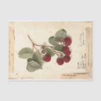 Raspberry Illustration from USDA 1908