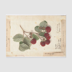 Raspberry Illustration from USDA 1908 Tissue Paper