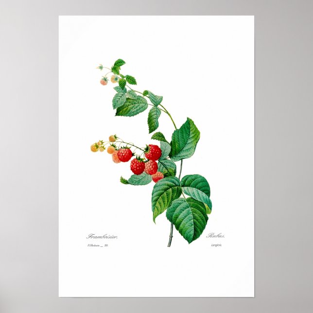 Raspberry Poster (Front)