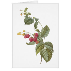 raspberry(Rubus sp.) by Redouté
