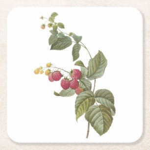 raspberry(Rubus sp.) by Redouté Square Paper Coaster