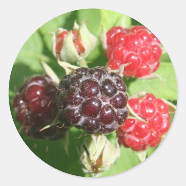 Raspberry Stickers (Front)